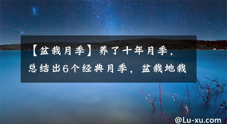 【盆栽月季】养了十年月季，总结出6个经典月季，盆栽地栽都好养，花朵满枝头