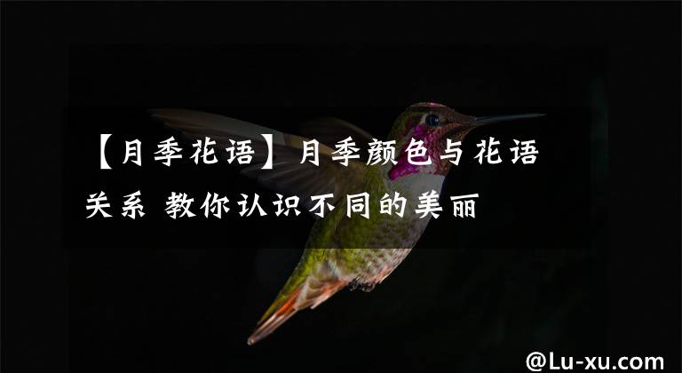 【月季花语】月季颜色与花语关系 教你认识不同的美丽