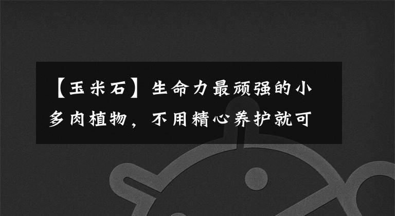 【玉米石】生命力最顽强的小多肉植物，不用精心养护就可爆盆滋生的玉米石