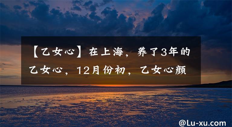 【乙女心】在上海，养了3年的乙女心，12月份初，乙女心颜值不比挂区差