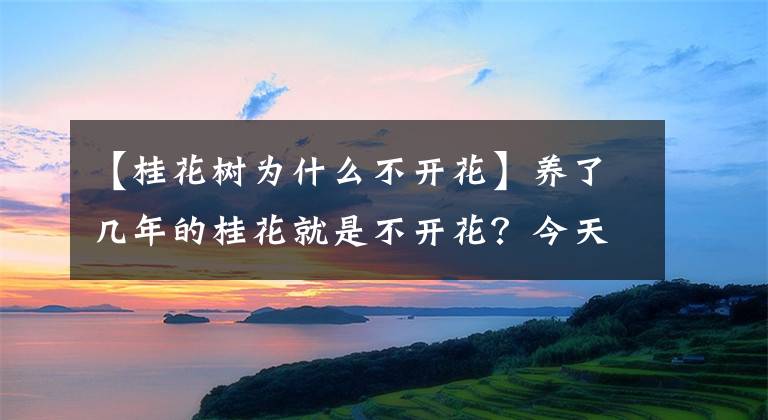 【桂花树为什么不开花】养了几年的桂花就是不开花？今天来“分析”一下，影响开花的原因