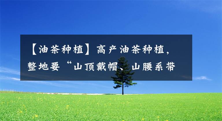 【油茶种植】高产油茶种植，整地要“山顶戴帽、山腰系带、山脚穿靴”