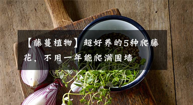 【藤蔓植物】超好养的5种爬藤花，不用一年能爬满围墙