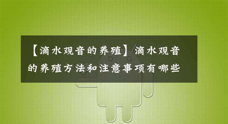 【滴水观音的养殖】滴水观音的养殖方法和注意事项有哪些