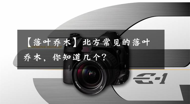 【落叶乔木】北方常见的落叶乔木，你知道几个？