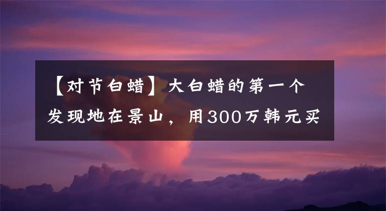 【对节白蜡】大白蜡的第一个发现地在景山，用300万韩元买最美古树的人曾被拒绝
