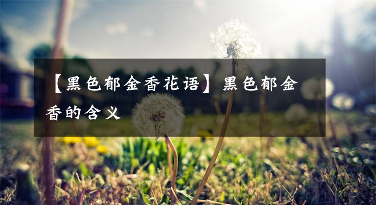 【黑色郁金香花语】黑色郁金香的含义