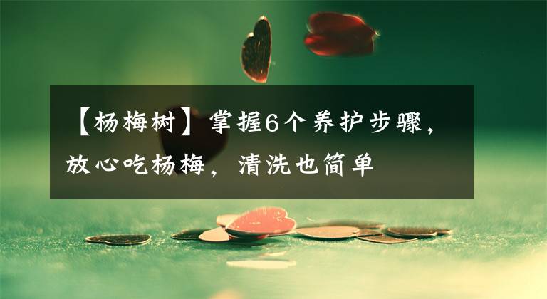 【杨梅树】掌握6个养护步骤，放心吃杨梅，清洗也简单