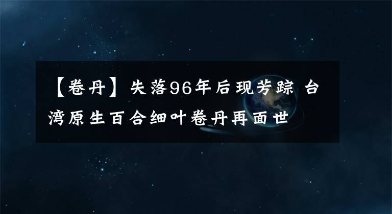 【卷丹】失落96年后现芳踪 台湾原生百合细叶卷丹再面世