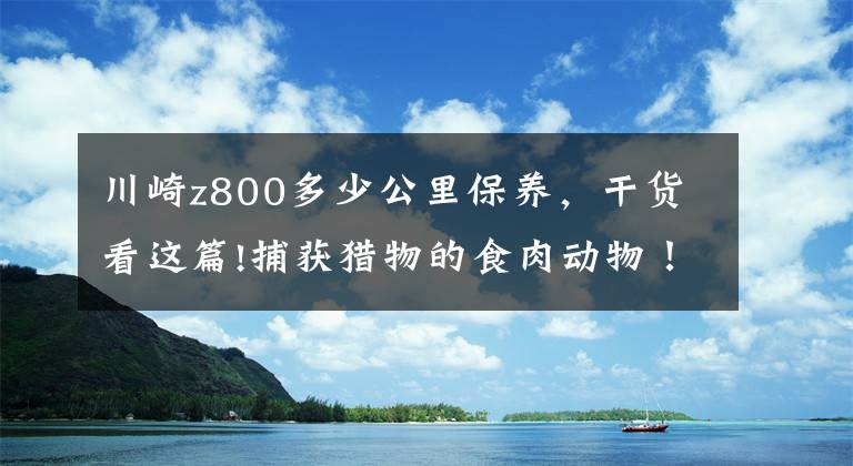 川崎z800多少公里保养，干货看这篇!捕获猎物的食肉动物！川崎·Z 800试驾