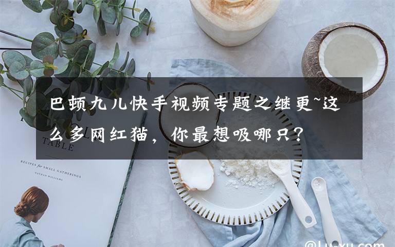 巴顿九儿快手视频专题之继更~这么多网红猫，你最想吸哪只？