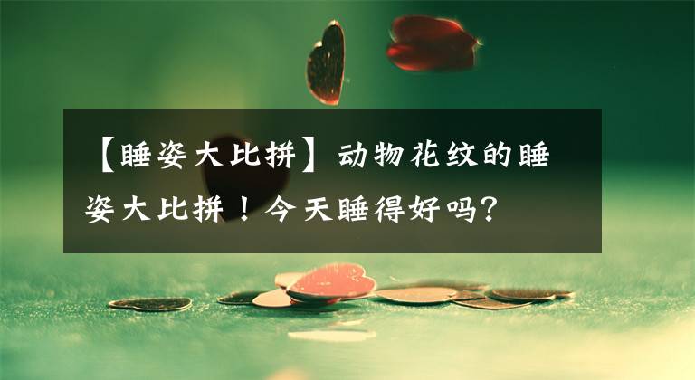 【睡姿大比拼】动物花纹的睡姿大比拼！今天睡得好吗？