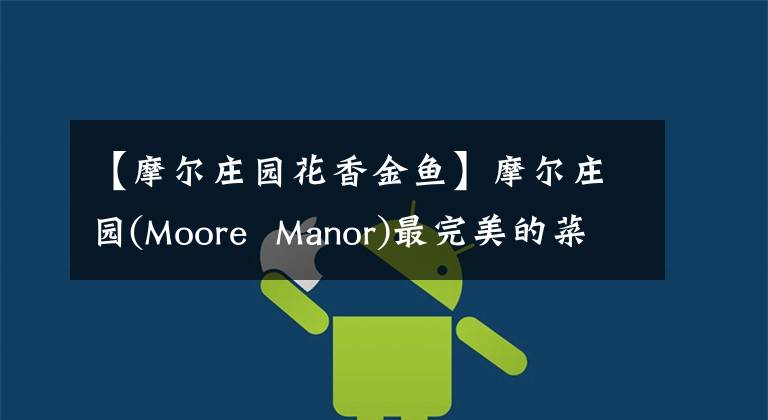 【摩尔庄园花香金鱼】摩尔庄园(Moore Manor)最完美的菜谱攻略来了，用更多的材料试几次就可以了。