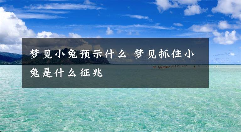 梦见小兔预示什么 梦见抓住小兔是什么征兆文章配图