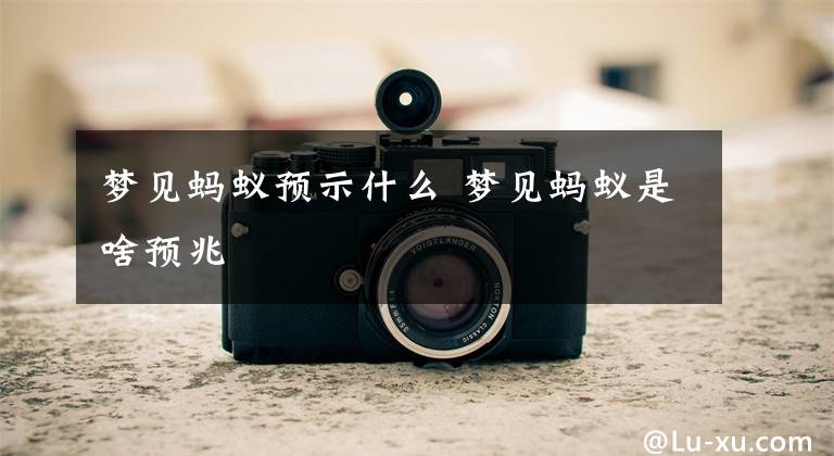 梦见蚂蚁预示什么 梦见蚂蚁是啥预兆文章配图