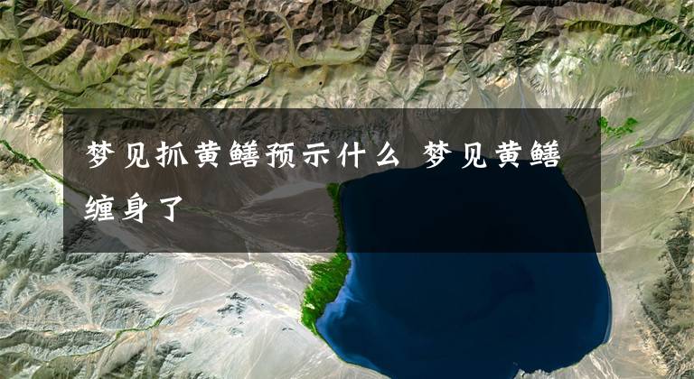 梦见抓黄鳝预示什么 梦见黄鳝缠身了