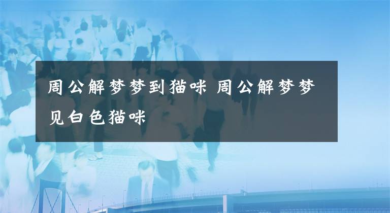 周公解梦梦到猫咪 周公解梦梦见白色猫咪