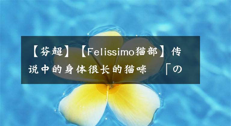 【芬超】【Felissimo猫部】传说中的身体很长的猫咪–「のびーるたん」合作的超长猫毛巾登场