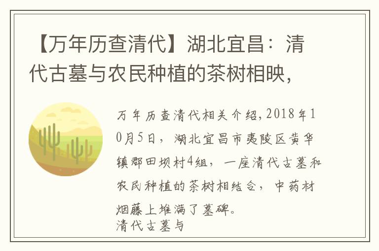 【万年历查清代】湖北宜昌：清代古墓与农民种植的茶树相映，摄影师用茶花祭祀