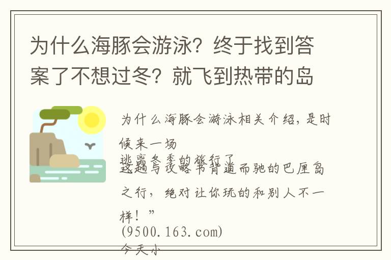 为什么海豚会游泳？终于找到答案了不想过冬？就飞到热带的岛屿和海豚一起游泳吧