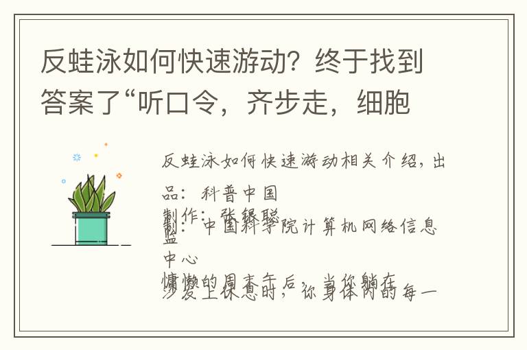 反蛙泳如何快速游动？终于找到答案了“听口令，齐步走，细胞干活去”