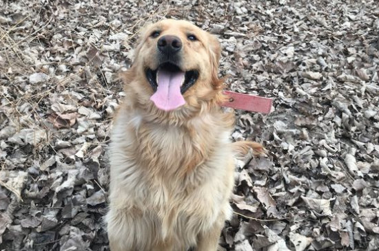 三个月金毛怎么训练，4招教你学会训练金毛幼犬 金毛幼犬训练教程两个月左右