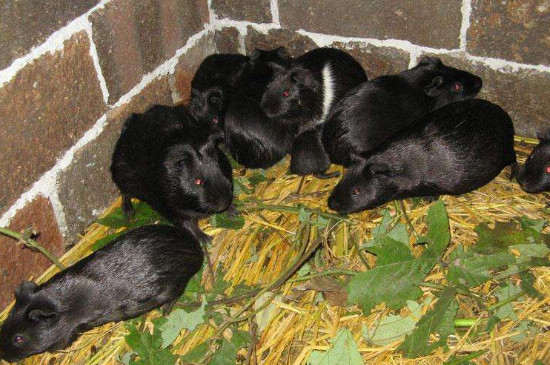 黑豚鼠养殖方法 养殖黑豚鼠的方法