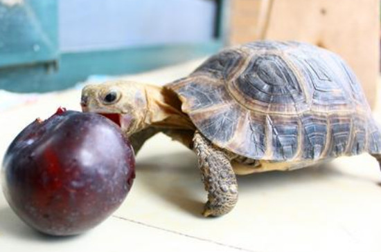 小乌龟的生活习性和饲养环境，养小乌龟的正确方法 饲养小乌龟该怎么养