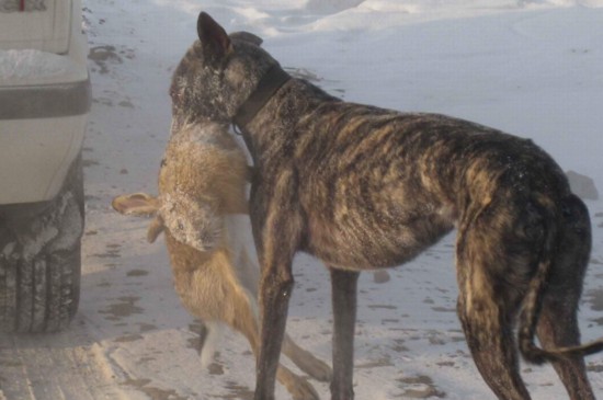 格力犬怎么训练抓兔子，用兔子诱导追捕并分阶段训练 格力犬抓兔子训练方法