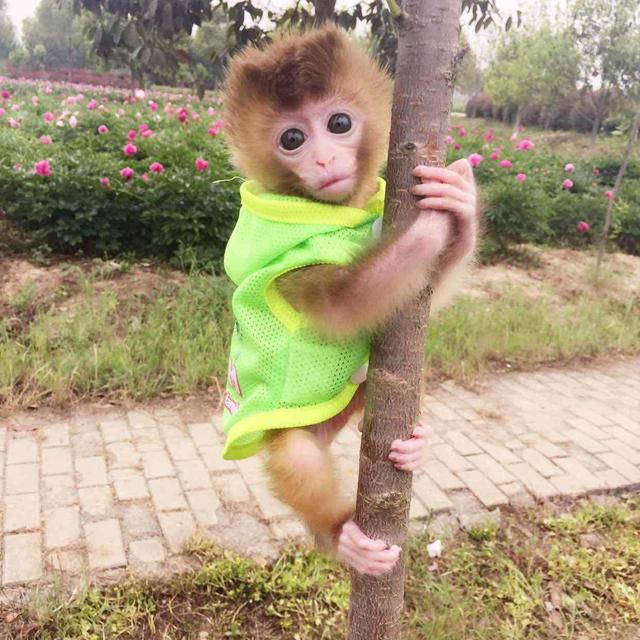 堪称世界上最可爱的猴子(日本袖珍石猴) 世界上最可爱的猴子日本袖珍石猴