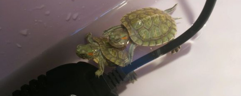 巴西龟的饲养方法 巴西龟的饲养方法和技巧