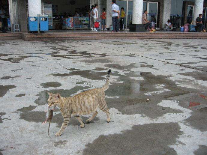 猫吃老鼠不怕细菌吗(猫吃老鼠为什么不会生病) 猫为什么吃老鼠不怕细菌