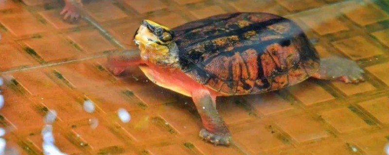 小乌龟的生活习性和饲养环境，养小乌龟的正确方法 饲养小乌龟该怎么养