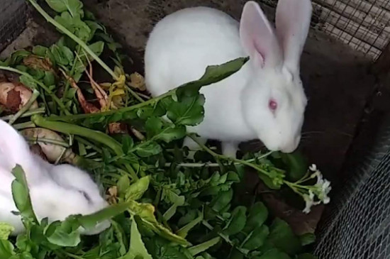 兔子拉稀怎么办，兔子拉肚子的处理方法 兔子拉稀该如何处理