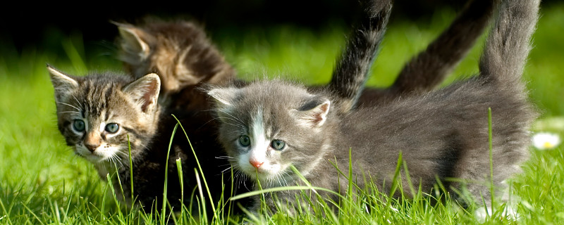 养猫可以养茉莉花吗 养猫可以养茉莉花么