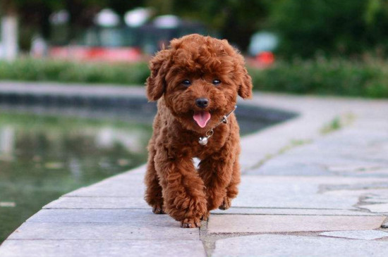 贵宾犬训练方法 贵宾犬训练方法和技巧