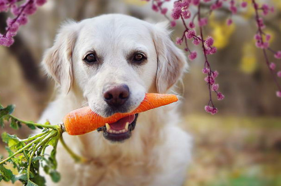 牧羊犬吃什么食物 牧羊犬吃什么食物呀