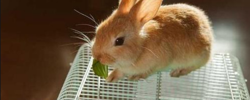 养兔子的方法和技巧 养兔子的技巧和方法