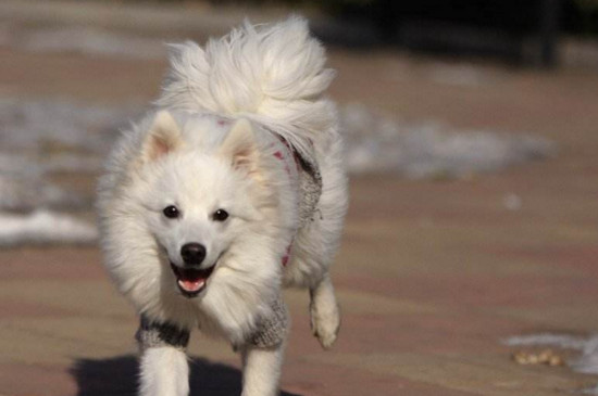 银狐犬怎么训练，训练银狐犬的四大攻略 银狐犬最聪明的训练方法