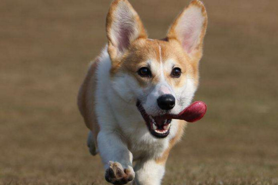 怎么训练柯基犬，训练柯基的四个方法 怎么训练柯基狗拿手