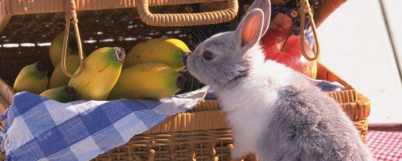 兔子拉稀怎么办，兔子拉肚子的处理方法 兔子拉稀该如何处理