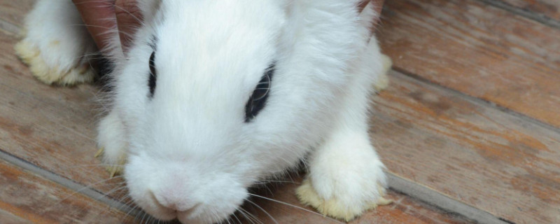 侏儒海棠兔饲养方法 侏儒海棠兔的养殖方法