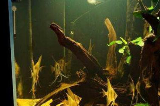 鱼缸黄水的原因和处理方法 鱼缸沉木黄水的原因和处理方法