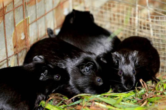 黑豚鼠养殖方法 养殖黑豚鼠的方法