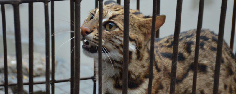 豹猫不吃猫粮怎么办，豹猫挑食的解决方法 孟加拉豹猫公猫调皮吗
