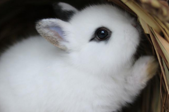 侏儒海棠兔饲养方法 侏儒海棠兔的养殖方法