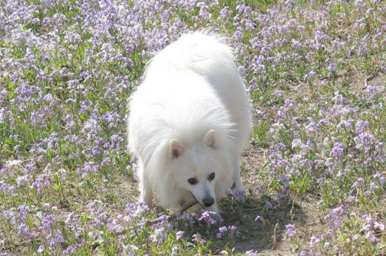 银狐犬怎么训练，训练银狐犬的四大攻略 银狐犬最聪明的训练方法