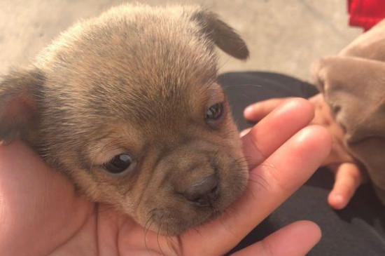 早中晚期狗瘟的治疗方法，治疗犬瘟热成功的经验 犬瘟热怎么治疗好得快