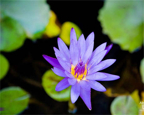 麦考夫 《神探夏洛克》最吸引观众的两位人物，不是华生和麦考夫，而是他俩！