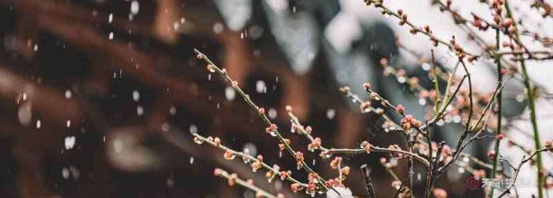 春雪的意思 春雪古诗翻译 春雪古诗的意思